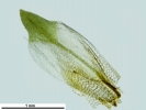 Encalypta affinis subsp. macounii