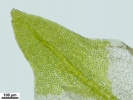 Encalypta affinis subsp. macounii