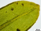 Encalypta affinis subsp. macounii