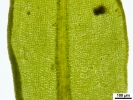 Encalypta affinis subsp. macounii