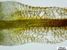 Encalypta affinis subsp. macounii