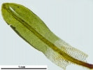 Encalypta affinis subsp. macounii