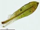 Encalypta affinis subsp. macounii
