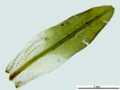 Encalypta affinis subsp. macounii