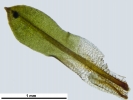 Encalypta affinis subsp. macounii