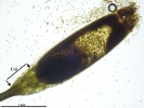 Encalypta affinis subsp. macounii