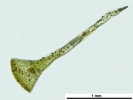 Encalypta affinis subsp. macounii