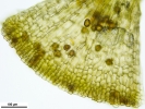 Encalypta affinis subsp. macounii