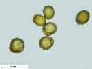 Encalypta affinis subsp. macounii