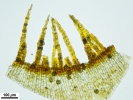 Encalypta affinis subsp. macounii