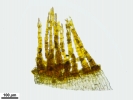Encalypta affinis subsp. macounii