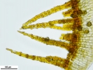 Encalypta affinis subsp. macounii