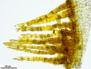 Encalypta affinis subsp. macounii