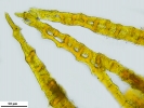 Encalypta affinis subsp. macounii