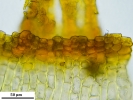 Encalypta affinis subsp. macounii