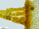 Encalypta affinis subsp. macounii