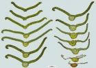 Encalypta affinis subsp. macounii