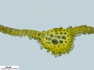 Encalypta affinis subsp. macounii