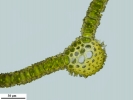 Encalypta affinis subsp. macounii