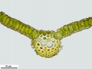Encalypta affinis subsp. macounii