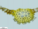Encalypta affinis subsp. macounii