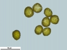 Encalypta affinis subsp. macounii