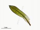 Encalypta affinis subsp. macounii