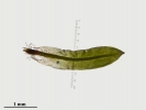 Encalypta affinis subsp. macounii