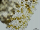 Encalypta affinis subsp. macounii