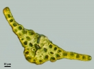 Bescherellia elegantissima