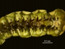 Goebeliella glauca
