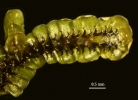 Goebeliella glauca