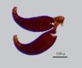 Goebeliella glauca