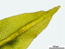 Zygodon stirtonii