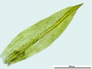 Zygodon stirtonii