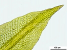 Zygodon stirtonii