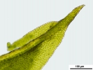 Zygodon stirtonii