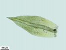 Zygodon stirtonii