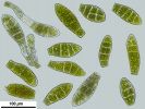 Zygodon stirtonii
