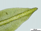 Zygodon stirtonii