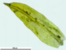 Zygodon stirtonii