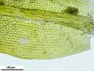 Zygodon stirtonii
