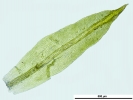 Zygodon stirtonii