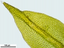 Zygodon stirtonii