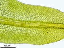 Zygodon stirtonii