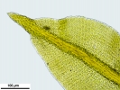 Zygodon stirtonii