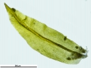 Zygodon stirtonii