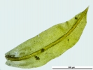Zygodon stirtonii
