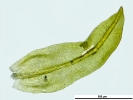 Zygodon stirtonii