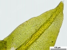 Zygodon stirtonii